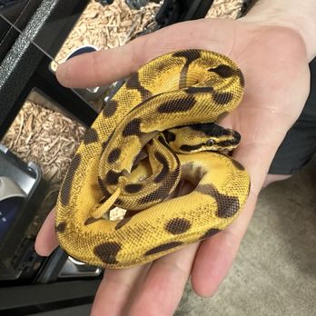 Predator's Reptile Center - My beautiful ball python from there! - Pet Stores Near Me - Mesa, Arizona Predator's Reptile Center - My beautiful ball python from there! - Pet Stores Near Me - Mesa, Arizona