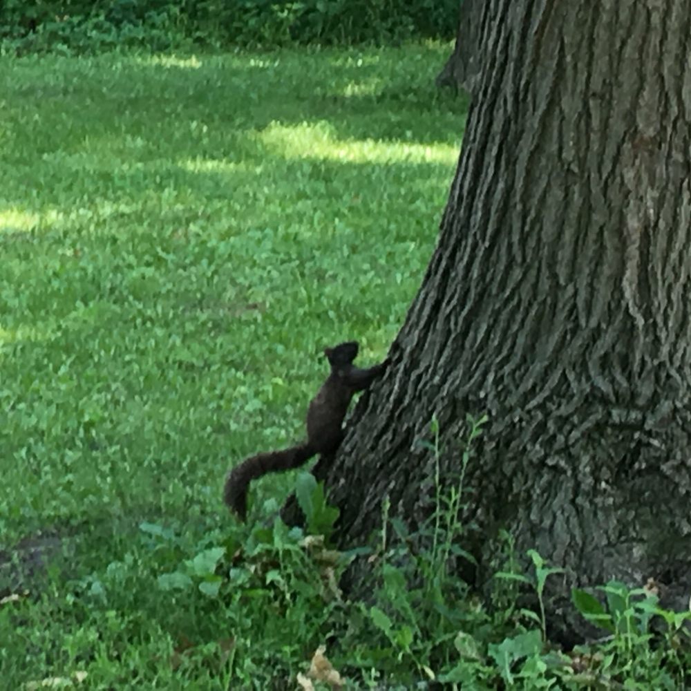 Brown squirrel Brown squirrel