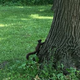 Brown squirrel