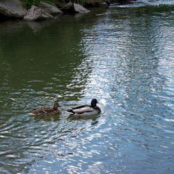 Augartenpark - Entenpärchen in der Augartenbucht Graz