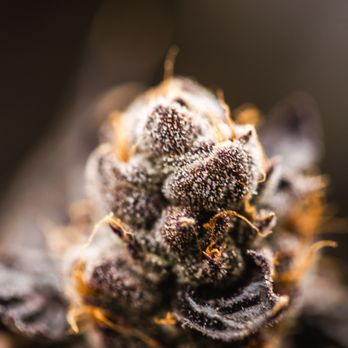 Bulldog Cannabis - Cannabis Dispensaries Near Me - Thousand Palms, California Bulldog Cannabis - Cannabis Dispensaries Near Me - Thousand Palms, California