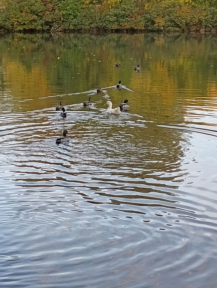 Warinanco Park Image