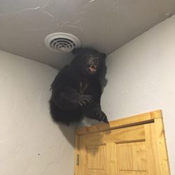 Bears Den - Look out for the bear in the ladies room