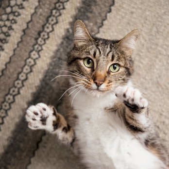 PetSmart - Pet Training Near Me - Wilkesboro, North Carolina