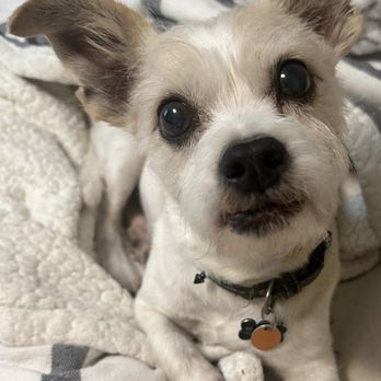 Sunny Paws Pet Services - Pet Sitting Near Me Sunny Paws Pet Services - Pet Sitting Near Me