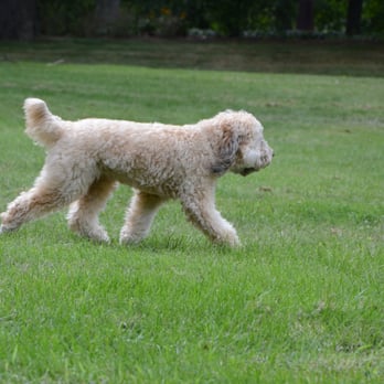 Moraine Park - Dog at Moraine - Beaches Near Me - Highland Park, Illinois Moraine Park - Dog at Moraine - Beaches Near Me - Highland Park, Illinois