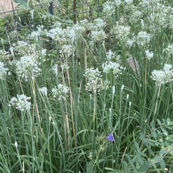 Este Garden - Nurseries & Gardening Near Me - Austin, Texas