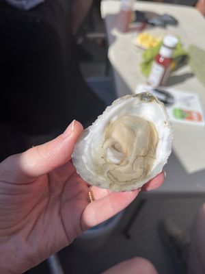 Maine Day Ventures/ formerly Maine Foodie Tours by null