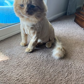 Holly's Mobile Grooming - Pet Groomers Near Me