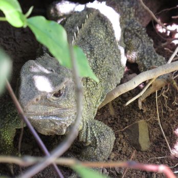 Zealandia - lizard - Zoos Near Me - Wellington, WGN Zealandia - lizard - Zoos Near Me - Wellington, WGN