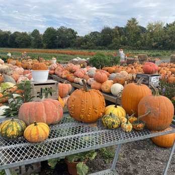 Sunscape Farms - a variety of pumpkins and squash - Farmers Market Near Me - Rochester, New York Sunscape Farms - a variety of pumpkins and squash - Farmers Market Near Me - Rochester, New York