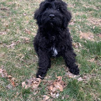 York Veterinary Center - Veterinarians Near Me - New York, New York