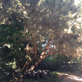 Inexpensive Tree Services - Huge overgrown tree before - Tree Services Near Me - Los Angeles, California