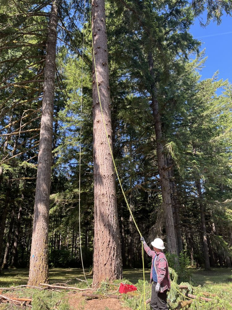 Century Tree - tree service in Eugene, OR