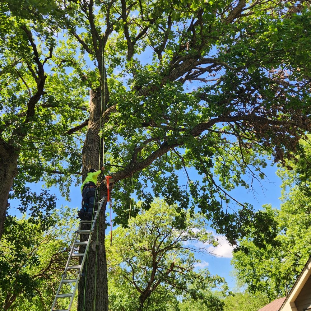 Two Brothers Tree Service - tree service in Omaha, NE