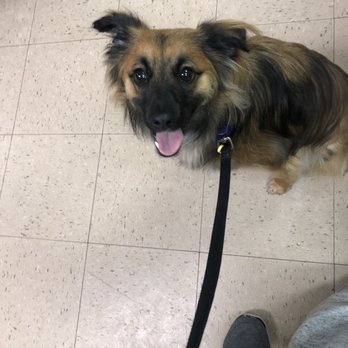 Debbie's Smooch A Pooch Salon - Pet Groomers Near Me - Warren, Michigan
