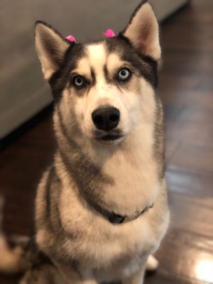 classy clips pet grooming