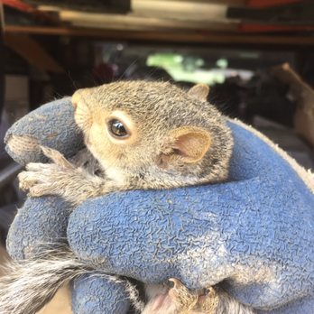 Critter Control - Pest Control Near Me