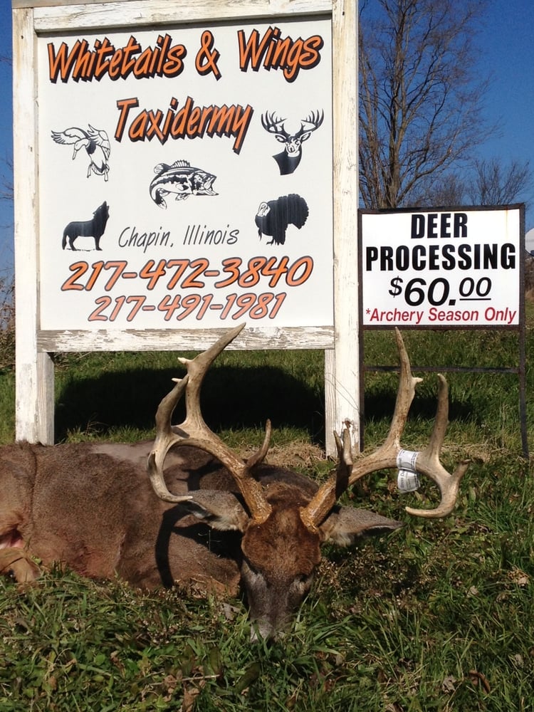 Whitetails & Wings Taxidermy - taxidermy in Chapin, IL