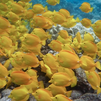 Horizon Guest House - Snorkeling in Kealakekua Bay is just 10 miles away. - Bed & Breakfast Near Me - Captain Cook, Hawaii