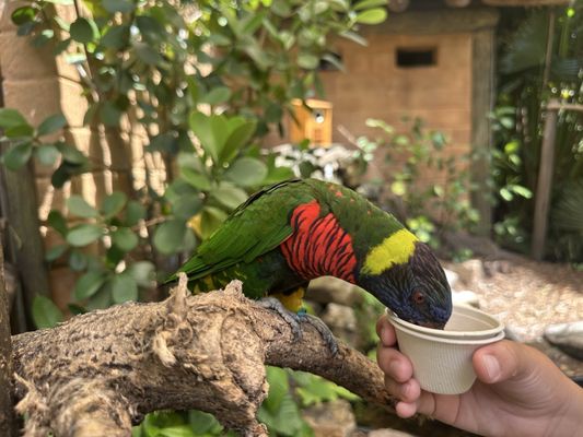 Palm Beach Zoo & Conservation Society by null