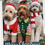 Photo of Fancy Paws Pet Salon