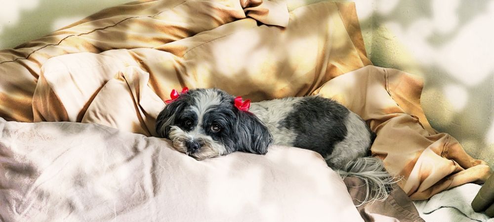 Justin's Dog Services - pet boarding facility in Los Angeles, CA