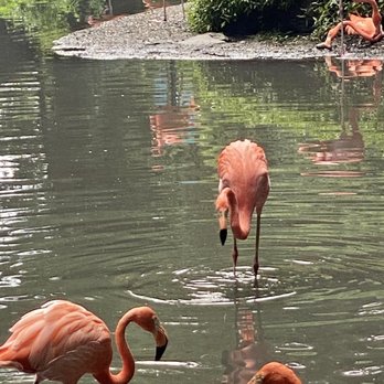 Bronx Zoo - Flamingos - Zoos Near Me - Bronx, New York Bronx Zoo - Flamingos - Zoos Near Me - Bronx, New York