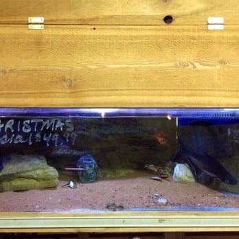 The Reef Aquarium Shop - Large catfishes are being marked down for Christmas special. - Aquarium Services Near Me - Indianapolis, Indiana