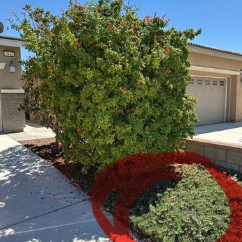 Ayala's Tree Service - BEFORE - Tree Services Near Me Ayala's Tree Service - BEFORE - Tree Services Near Me