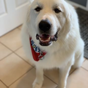 Petco - #petcogrooming - Pet Stores Near Me - Santee, California Petco - #petcogrooming - Pet Stores Near Me - Santee, California