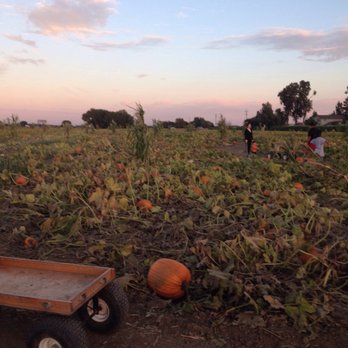 Cool Patch Pumpkins - View of the pumpkin patch at dusk. - Pumpkin Patches Near Me - Dixon, California