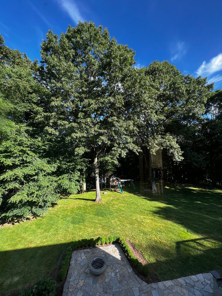 Rivers Tree Service - tree service in Ansonia, CT