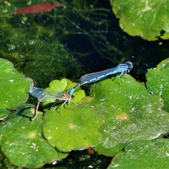 Crescent Bend Nature Park - Parks Near Me - Schertz, Texas