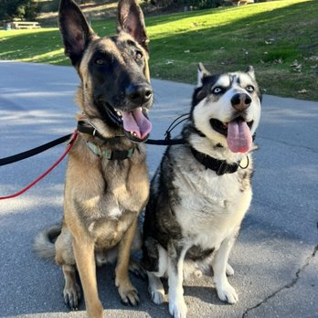 Curious K9 - Meeko and Fred! - Pet Training Near Me