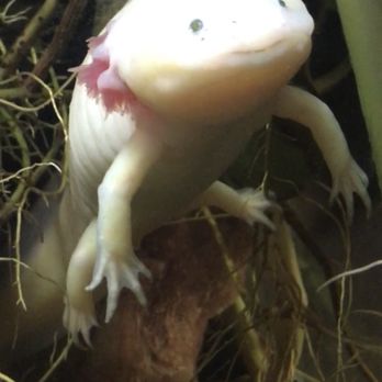 Rainforest Adventures - Zoos Near Me - Sevierville, Tennessee