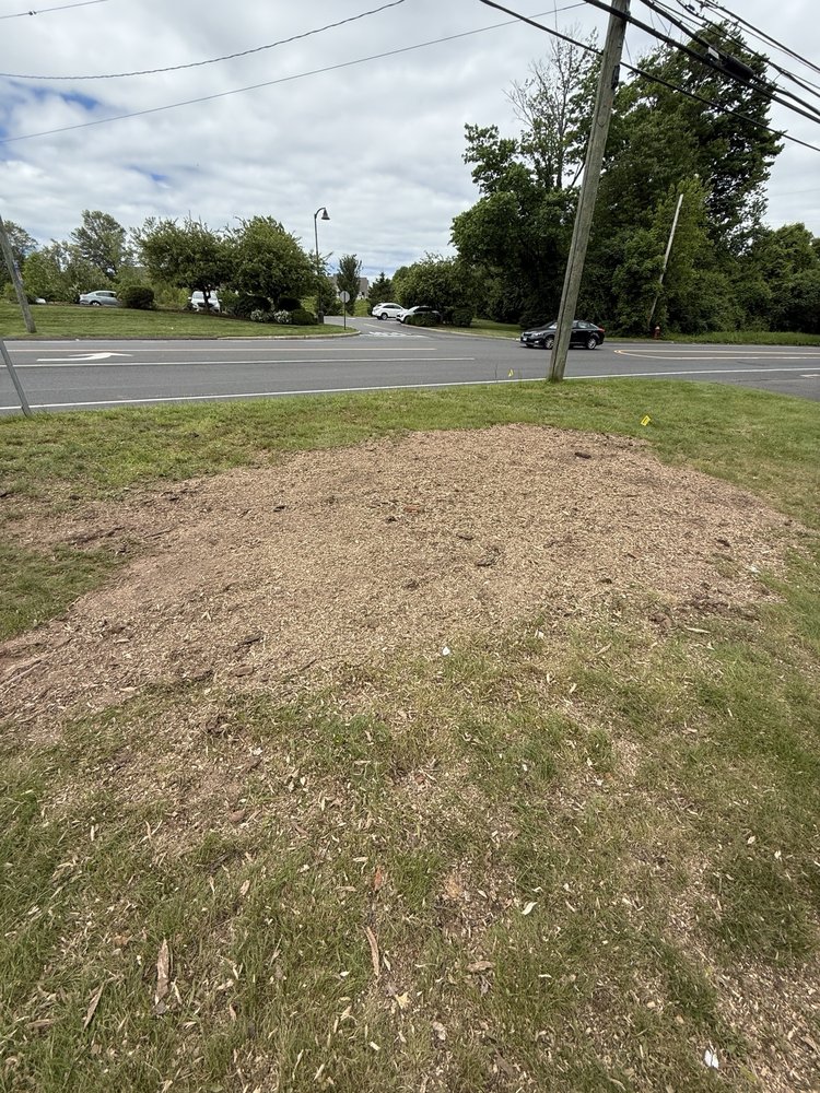 Luna Tree Care - tree service in West Hartford, CT