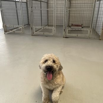 Urban Dog House - Pet Training Near Me - Milpitas, California