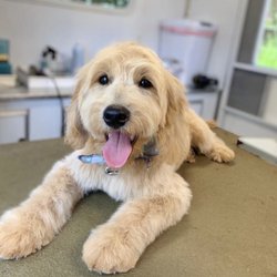 Groomingtails Mobile Dog Grooming - Rusty
