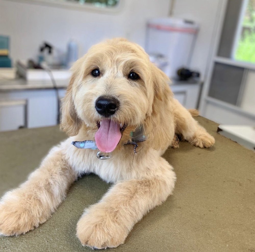 GROOMINGTAILS MOBILE DOG GROOMING Updated October 2024 82 Photos & 64 Reviews Meridian