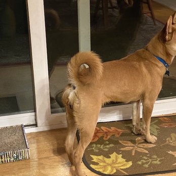 Deborah Sollohub Furry Friends - Pet Adoption Near Me - Poway, California