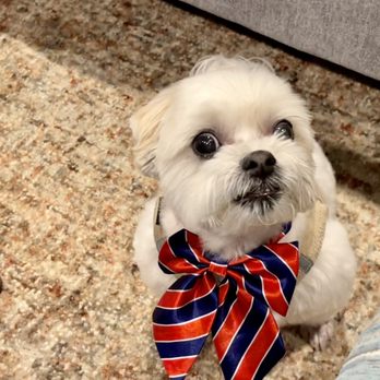 Perfect Pet Salon - Puppy Cut Groom - Pet Groomers Near Me - Concord, California Perfect Pet Salon - Puppy Cut Groom - Pet Groomers Near Me - Concord, California