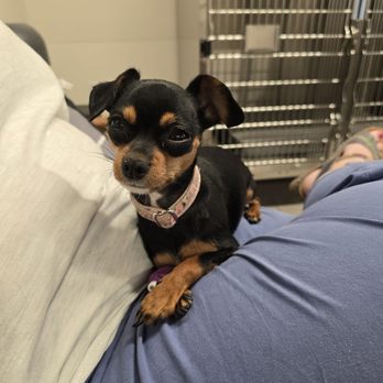 Veterinary Emergency Group - Daphne coming out of her light sedation!! - Emergency Pet Hospital Near Me - Henderson, Nevada Veterinary Emergency Group - Daphne coming out of her light sedation!! - Emergency Pet Hospital Near Me - Henderson, Nevada