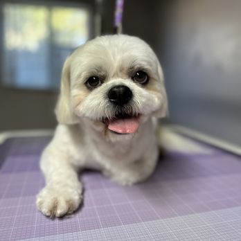 Paws and Relax Studio - Bath & Full Haircut- Shih Tzu - Pet Groomers Near Me
