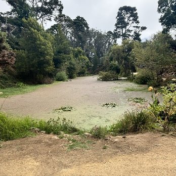 Lily Pond - Parks Near Me - San Francisco, California