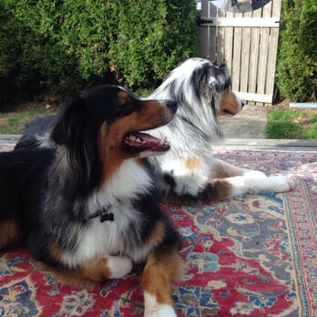 Tacoma's Best Pet Grooming - Bentley and Bosley after their relaxing groom at Tacomas Best Pet Grooming. - Pet Groomers Near Me - Tacoma, Washington
