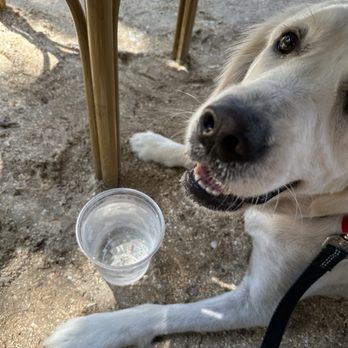 The Getaway - Water for dog - Burgers Near Me - Saint Petersburg, Florida
