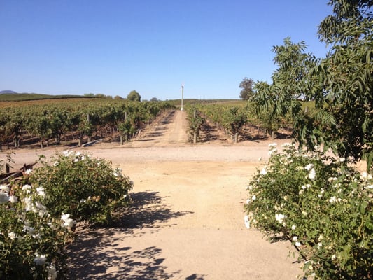 McKenzie-Mueller Winery by null