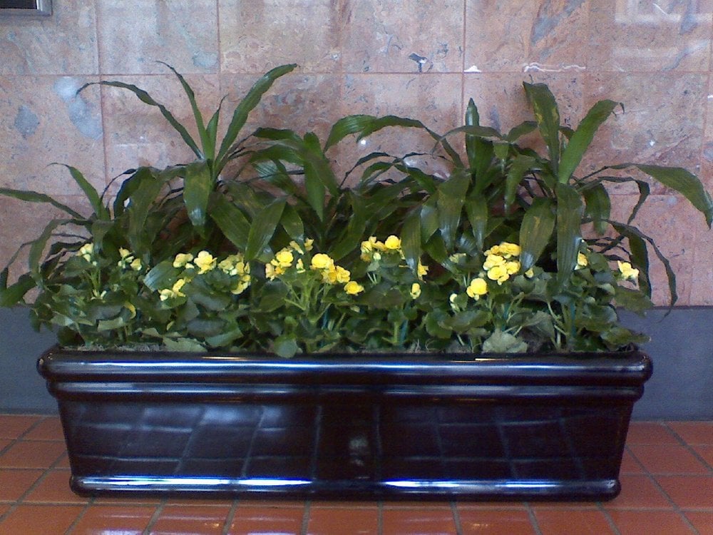 SAN FRANCISCO PLANT CO. CLOSED 2325 3rd St, San Francisco