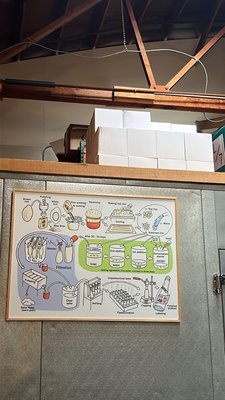 Sequoia Sake by null